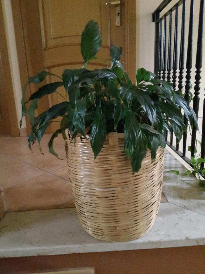 Mansarda Fiorita Bed & Breakfast Abatemarco Bagian luar foto